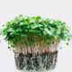 Why you should add microgreens to your diet